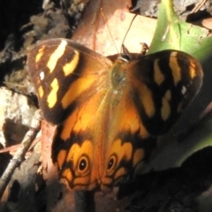 Heteronympha banksii (Banks' Brown) at Paddys River, ACT - 9 Mar 2023 by JohnBundock