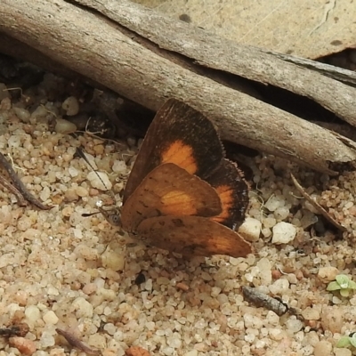 Paralucia aurifera (Bright Copper) at Lakesland, NSW - 1 Mar 2023 by GlossyGal