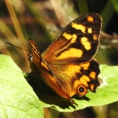 Heteronympha banksii (Banks' Brown) at Paddys River, ACT - 9 Mar 2023 by JohnBundock