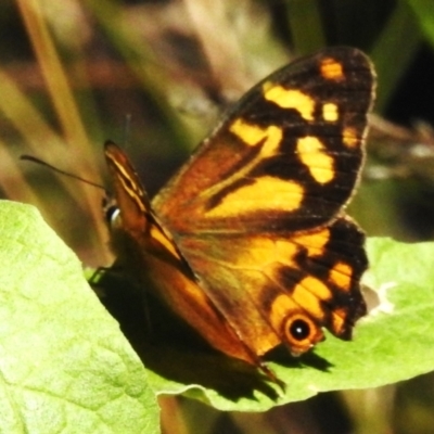 Heteronympha banksii (Banks' Brown) at Paddys River, ACT - 9 Mar 2023 by JohnBundock