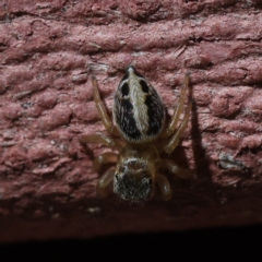 Maratus scutulatus (A jumping spider) at Kambah, ACT - 10 Mar 2023 by CanberraDSN