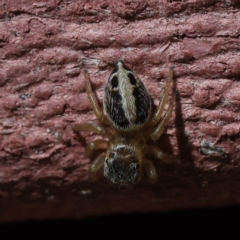 Salticidae (family) at Kambah, ACT - 10 Mar 2023 by CanberraDSN