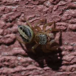 Maratus scutulatus at Kambah, ACT - 10 Mar 2023 11:55 AM