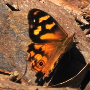 Heteronympha banksii at Paddys River, ACT - 9 Mar 2023