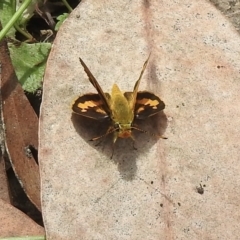 Ocybadistes walkeri (Green Grass-dart) at Lakesland, NSW - 1 Mar 2023 by GlossyGal