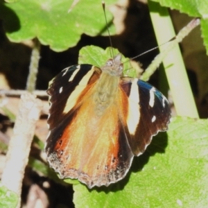 Vanessa itea at Paddys River, ACT - 9 Mar 2023