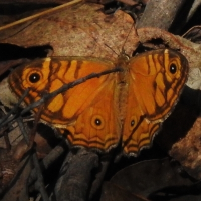 Geitoneura acantha (Ringed Xenica) at Paddys River, ACT - 9 Mar 2023 by JohnBundock