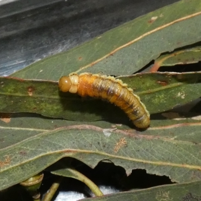 Lepidoptera unclassified IMMATURE moth at Kaleen, ACT - 10 Mar 2023 by Birdy