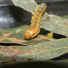 Lepidoptera unclassified IMMATURE moth at Kaleen, ACT - 10 Mar 2023