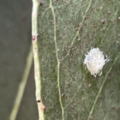 Glycaspis sp. (genus) (Unidentified sugary lerp) at Parkes, ACT - 10 Mar 2023 by Hejor1