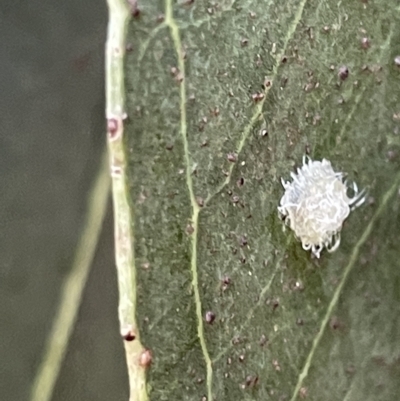 Glycaspis sp. (genus) (Unidentified sugary lerp) at Parkes, ACT - 10 Mar 2023 by Hejor1