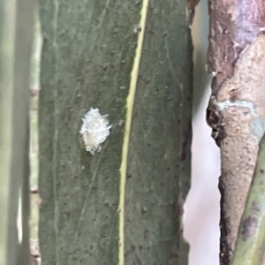 Glycaspis sp. (genus) at Parkes, ACT - 10 Mar 2023