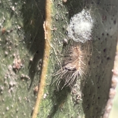 Nolinae immature moth at Parkes, ACT - 10 Mar 2023