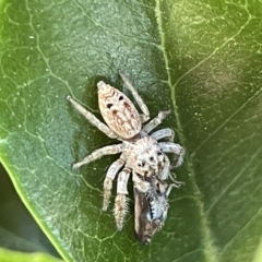 Opisthoncus grassator (Jumping spider) at Mount Ainslie to Black Mountain - 10 Mar 2023 by Hejor1