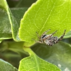 Sandalodes superbus at Parkes, ACT - 10 Mar 2023 12:15 PM