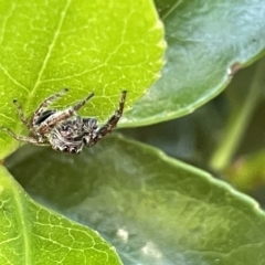 Sandalodes superbus at Parkes, ACT - 10 Mar 2023 12:15 PM