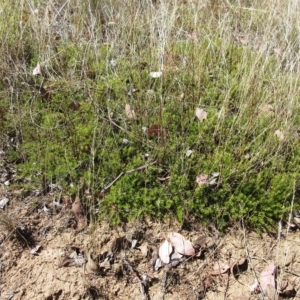 Acrotriche serrulata at Hawker, ACT - 9 Mar 2023