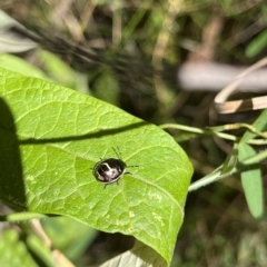 Pentatomidae (family) (Shield or Stink bug) at Paddys River, ACT - 10 Mar 2023 by GG