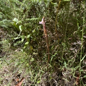 Dipodium roseum at Paddys River, ACT - suppressed