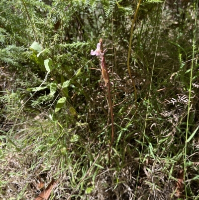 Dipodium roseum (Rosy Hyacinth Orchid) at Paddys River, ACT - 10 Mar 2023 by GG