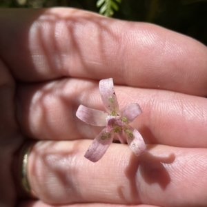 Dipodium roseum at Paddys River, ACT - 10 Mar 2023