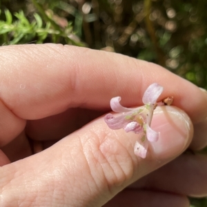 Dipodium roseum at Paddys River, ACT - suppressed