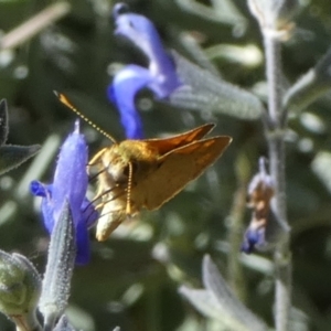 Ocybadistes walkeri at Queanbeyan, NSW - 10 Mar 2023