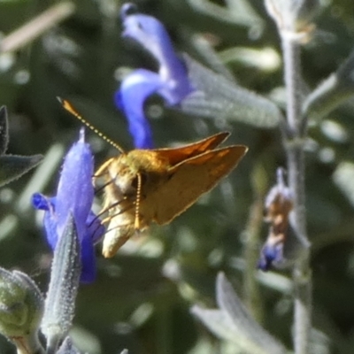 Ocybadistes walkeri (Green Grass-dart) at Queanbeyan, NSW - 10 Mar 2023 by Paul4K