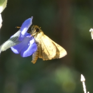 Ocybadistes walkeri at Queanbeyan, NSW - 10 Mar 2023