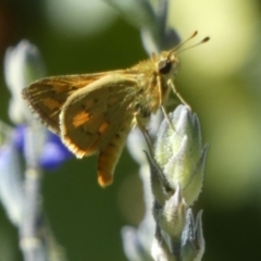 Ocybadistes walkeri at Queanbeyan, NSW - 10 Mar 2023