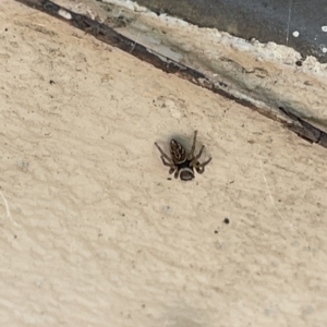 Maratus scutulatus at Braddon, ACT - 10 Mar 2023