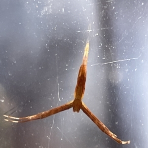 Asianopis sp. (genus) at Braddon, ACT - 10 Mar 2023