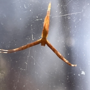 Asianopis sp. (genus) at Braddon, ACT - 10 Mar 2023