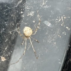 Cryptachaea gigantipes at Braddon, ACT - 10 Mar 2023