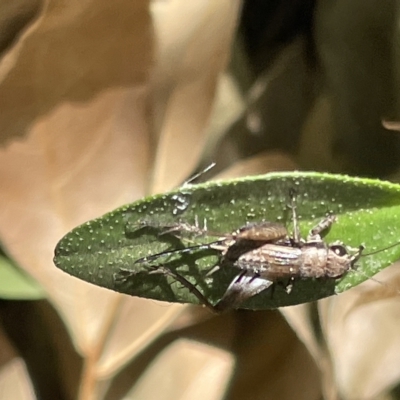 Bobilla sp. (genus) at Braddon, ACT - 10 Mar 2023 by Hejor1