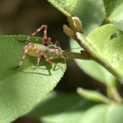 Caedicia simplex (Common Garden Katydid) at Braddon, ACT - 10 Mar 2023 by Hejor1