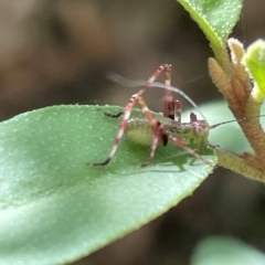 Caedicia simplex at Braddon, ACT - 10 Mar 2023 04:25 PM