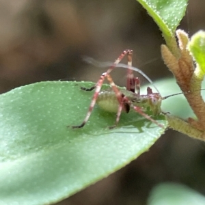 Caedicia simplex at Braddon, ACT - 10 Mar 2023 04:25 PM