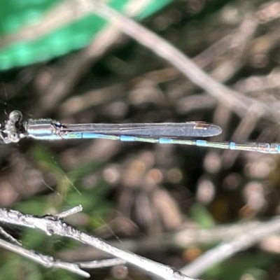 Austrolestes leda (Wandering Ringtail) at Braddon, ACT - 10 Mar 2023 by Hejor1