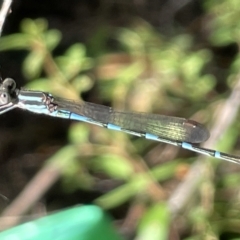 Austrolestes leda at Braddon, ACT - 10 Mar 2023