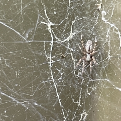 Badumna sp. (genus) (Lattice-web spider) at Braddon, ACT - 10 Mar 2023 by Hejor1