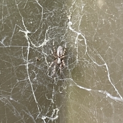 Badumna (genus) at Braddon, ACT - 10 Mar 2023 04:39 PM
