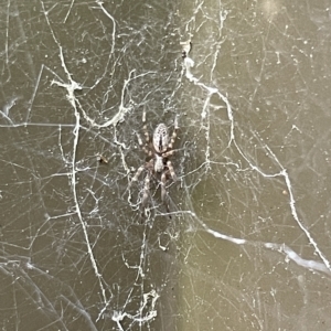 Badumna sp. (genus) at Braddon, ACT - 10 Mar 2023