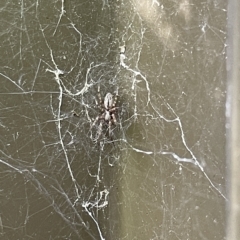 Badumna (genus) at Braddon, ACT - 10 Mar 2023 04:39 PM