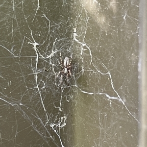 Badumna (genus) at Braddon, ACT - 10 Mar 2023 04:39 PM