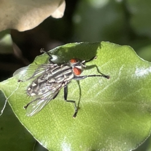 Sarcophagidae sp. (family) at Braddon, ACT - 10 Mar 2023