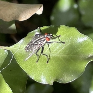 Sarcophagidae sp. (family) at Braddon, ACT - 10 Mar 2023