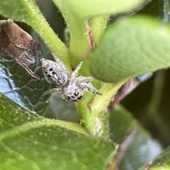 Opisthoncus grassator (Jumping spider) at Mount Ainslie to Black Mountain - 10 Mar 2023 by Hejor1