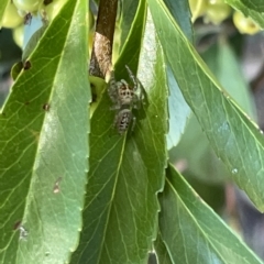 Opisthoncus sp. (genus) (Unidentified Opisthoncus jumping spider) at Mount Ainslie to Black Mountain - 10 Mar 2023 by Hejor1