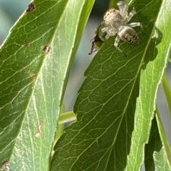 Opisthoncus sp. (genus) at Parkes, ACT - 10 Mar 2023